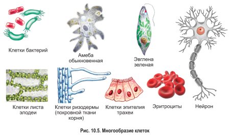 Строение клетки многообразие клеток