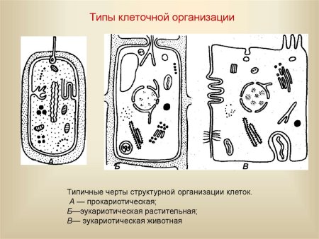 Типы организации клеток Прокариотическая клетка