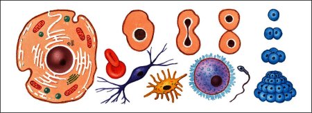 Разные клетки человека