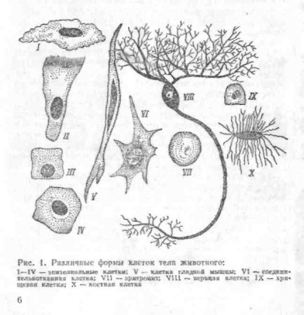 Различные формы клеток организмов