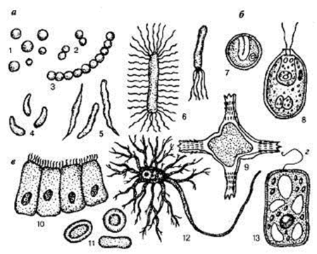 Формы клеток одноклеточных и многоклеточных организмов