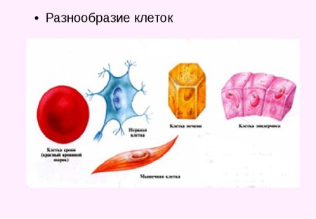 Типы клеток в организме человека