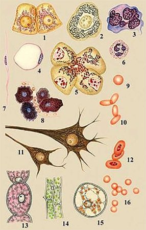 Разнообразие форм клеток