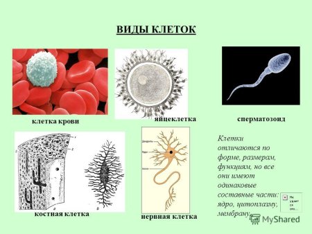 Виды клеток в организме человека