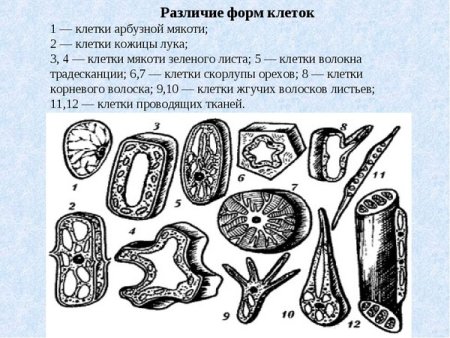 Формы растительных клеток