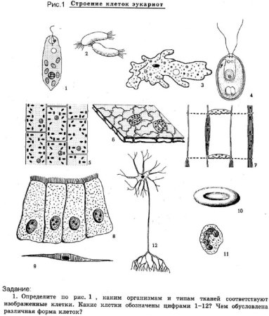 Задание 12 строение клеток эукариот