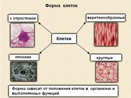 Виды клеток