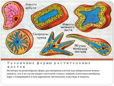 Формы растительных клеток