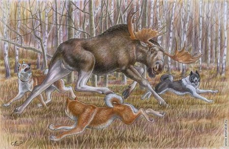 Антон Шкурко - анималистика - Рысь