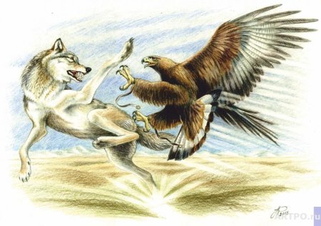 Охота орла на волка