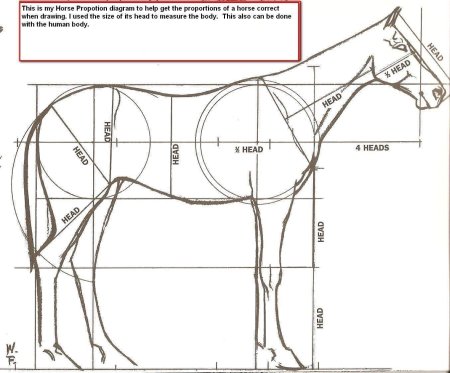 Анатомия лошади для художников пропорции