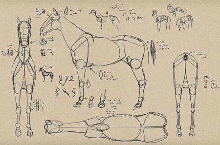 Анатомия и пропорции лошади