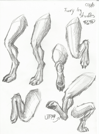 Лапы кролика референс