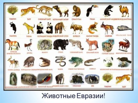 Какие животные обитают в Евразии