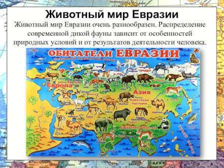 Животный мир материка Евразия