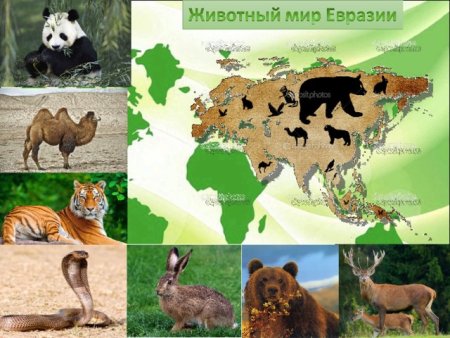 Животные Евразии для детей