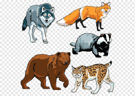 Лесные звери Хищные для детей