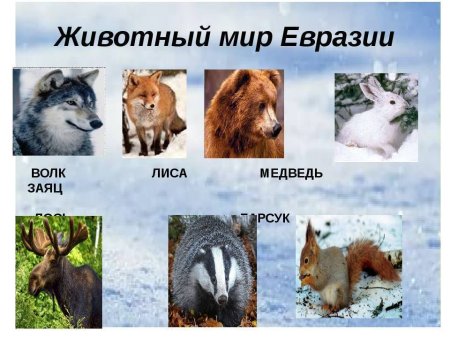 Животные Евразии