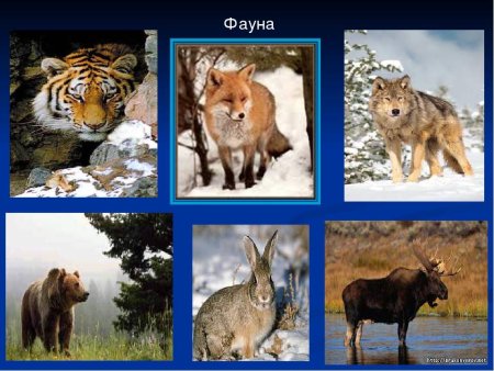 Животный мир материка Евразия