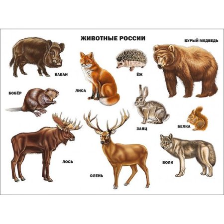 Плакат. Животные