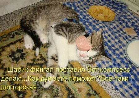 Смешные животные с надписями