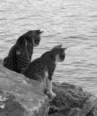 Про животных с надписями