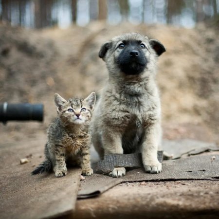 Веселые животные с надписями