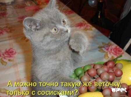 Веселые животные с надписями