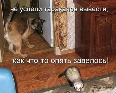 Шутки про животных с надписями