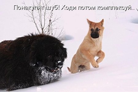 Прикольные надписи про собак