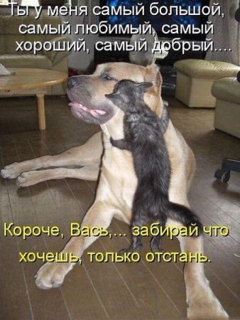 Надпись животные