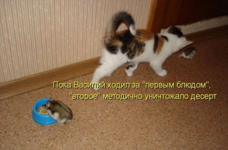 Веселые животные с надписями