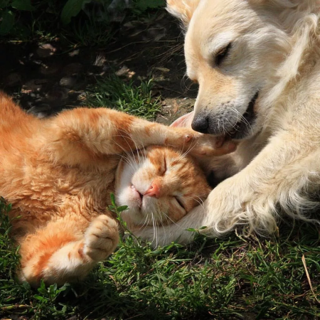 Веселые животные с надписями