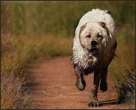 Про животных с надписями