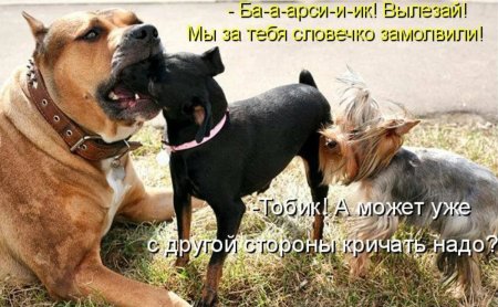 Картинки прикольные смешные с надписями