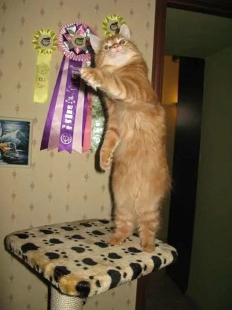 Мемные животные с надписями