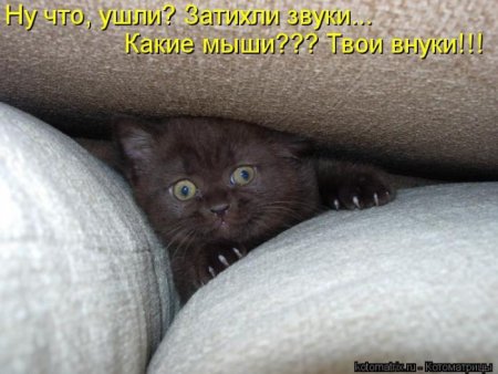 Смешные картинки животных с надписями