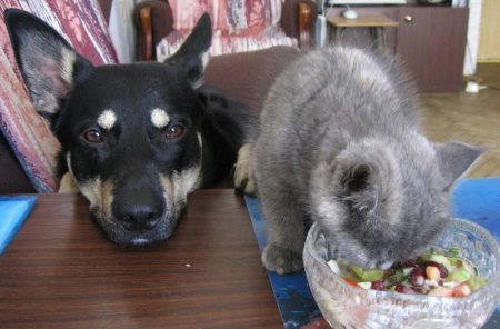 Забавные животные с надписями