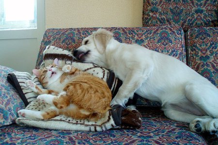 Надпись животные