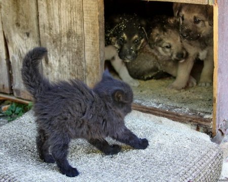 Смешные животные с надписями