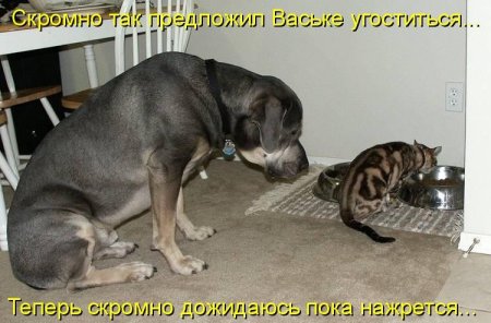 Шутки и приколы про животных