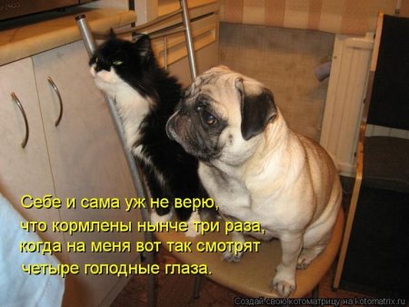 Анекдоты про кошек и собак