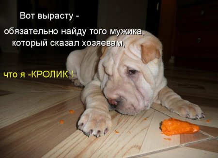 Анекдоты про собак смешные