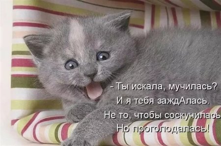 Смешные животные картинки с надписями