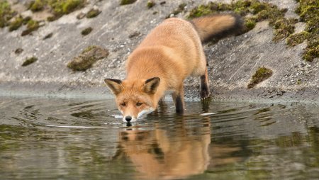 Животные пьют воду