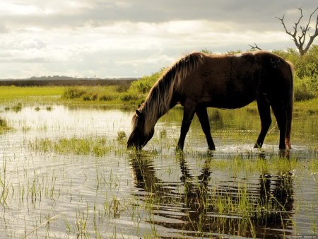 «Лошади на водопое» Чжао Мэнфу
