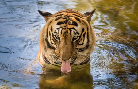 Животные пьют воду