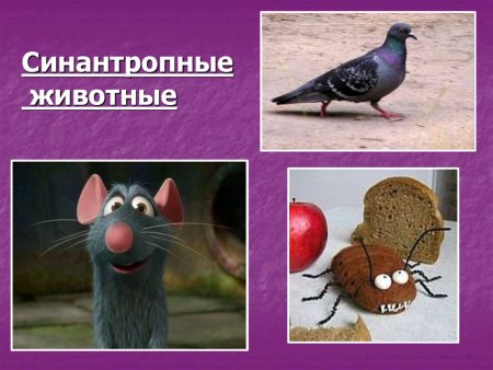 Понятие синантропные животные
