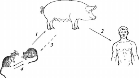 Схема цикла развития Трихины