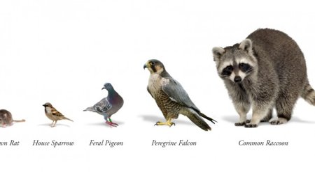 Синантропные животные